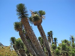 Torrey Yucca (Yucca torreyi) at Stonegate Gardens