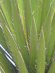 Torrey Yucca (Yucca torreyi) at Stonegate Gardens