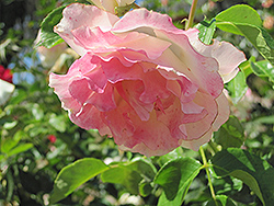 Easter Basket Rose (Rosa 'Meipoten') at Stonegate Gardens