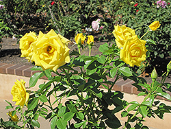 Shockwave Rose (Rosa 'Shockwave') at Lakeshore Garden Centres