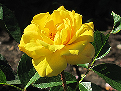 Goldmarie Rose (Rosa 'Goldmarie') at Lakeshore Garden Centres