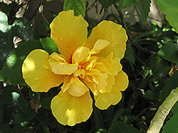 Double Yellow Hibiscus (Hibiscus rosa-sinensis 'Double Yellow') at Stonegate Gardens