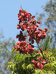 Taiwanese Golden Rain Tree (Koelreuteria elegans ssp. Formosana) at Lakeshore Garden Centres