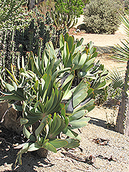 Fan Aloe (Aloe plicatilis) at Lakeshore Garden Centres