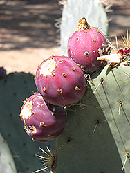 Engelmann's Prickly Pear Cactus (Opuntia engelmannii) at Lakeshore Garden Centres
