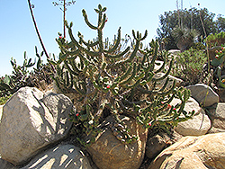 Eve's Needle Cactus (Austrocylindropuntia subulata) at Stonegate Gardens
