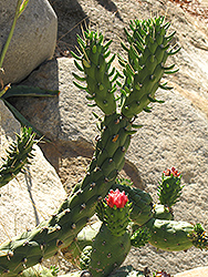 Eve's Needle Cactus (Austrocylindropuntia subulata) at Stonegate Gardens