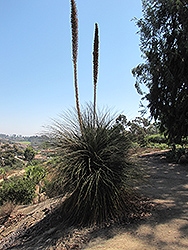 Mexican Grass Tree (Dasylirion quadrangulatum) at Stonegate Gardens