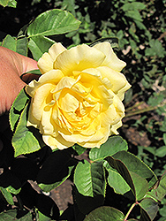 Honey Bouquet Rose (Rosa 'Honey Bouquet') at Stonegate Gardens