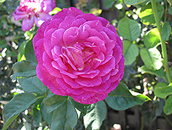 Outta The Blue Rose (Rosa 'Outta The Blue') at A Very Successful Garden Center