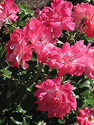 Winifred Coulter Rose (Rosa 'Winifred Coulter') at Lakeshore Garden Centres