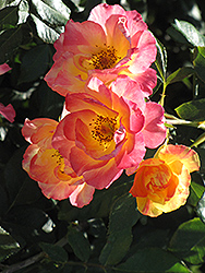 Citrus Splash Rose (Rosa 'JACzorba') at Lakeshore Garden Centres