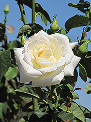 Honor Rose (Rosa 'Honor') at Stonegate Gardens