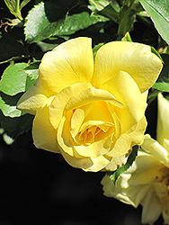 Sun Flare Rose (Rosa 'Sun Flare') at Stonegate Gardens
