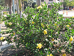 Yellow Moon Hibiscus (Hibiscus rosa-sinensis 'Yellow Moon') at Stonegate Gardens