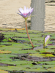 Blue Capensis Tropical Water Lily (Nymphaea 'Blue Capensis') at Stonegate Gardens