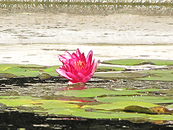 Luciana Hardy Water Lily (Nymphaea 'Luciana') at Stonegate Gardens