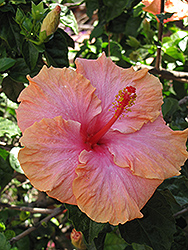 Ross Estey Hibiscus (Hibiscus rosa-sinensis 'Ross Estey') at Stonegate Gardens