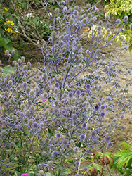Sapphire Blue Sea Holly (Eryngium 'Sapphire Blue') at Stonegate Gardens