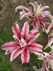 Magic Star Lily (Lilium 'Magic Star') at Stonegate Gardens