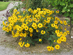 Indian Summer Coneflower (Rudbeckia hirta 'Indian Summer') at Lakeshore Garden Centres