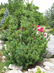 Diggy White Pine (Pinus strobus 'Diggy') at Stonegate Gardens