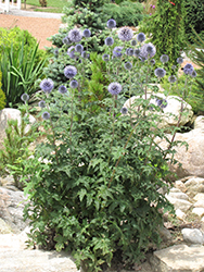 Veitch's Blue Globe Thistle (Echinops ritro 'Veitch's Blue') at Stonegate Gardens