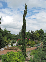 Van den Akker Nootka Cypress (Chamaecyparis nootkatensis 'Van den Akker') at Stonegate Gardens