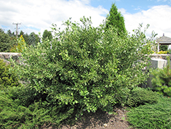Thelma Ginkgo (Ginkgo biloba 'Thelma') at Lakeshore Garden Centres