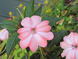 SunPatiens Compact Blush Pink New Guinea Impatiens (Impatiens 'SakimP013') at Stonegate Gardens