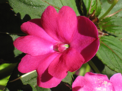 Infinity Dark Pink New Guinea Impatiens (Impatiens hawkeri 'Infinity Dark Pink') at Stonegate Gardens