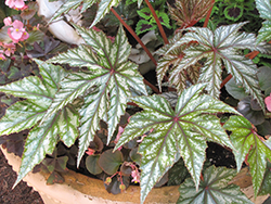 Gryphon Begonia (Begonia 'Gryphon') at Lakeshore Garden Centres