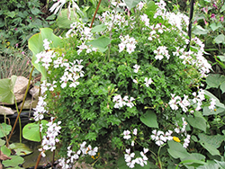 Glacier White Geranium (Pelargonium 'Glacier White') at Stonegate Gardens