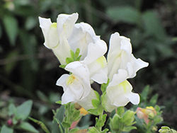 Montego White Snapdragon (Antirrhinum majus 'Montego White') at Stonegate Gardens