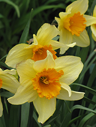 Fortune Daffodil (Narcissus 'Fortune') at Stonegate Gardens