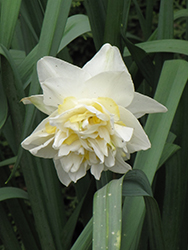 Obdam Daffodil (Narcissus 'Obdam') at Stonegate Gardens