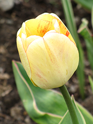 Garant Tulip (Tulipa 'Garant') at Stonegate Gardens