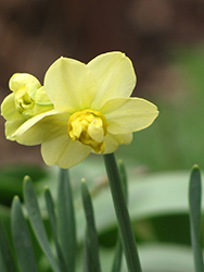 Yellow Cheerfulness Daffodil (Narcissus x poetaz 'Yellow Cheerfulness') at Stonegate Gardens