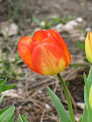 American Dream Tulip (Tulipa 'American Dream') at A Very Successful Garden Center