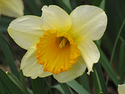 Fidelity Daffodil (Narcissus 'Fidelity') at Stonegate Gardens