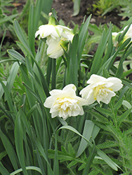 Borderlight Daffodil (Narcissus 'Borderlight') at Stonegate Gardens