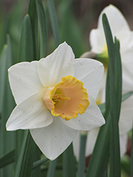 Bell Song Daffodil (Narcissus 'Bell Song') at Stonegate Gardens