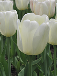 White Dream Tulip (Tulipa 'White Dream') at Stonegate Gardens
