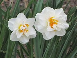 Double Poet's Daffodil (Narcissus 'Double Poeticus') at Stonegate Gardens