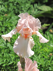 Pink Attraction Iris (Iris 'Pink Attraction') at Stonegate Gardens