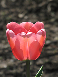 Apeldoorn Tulip (Tulipa 'Apeldoorn') at A Very Successful Garden Center