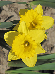 Dutch Master Daffodil (Narcissus 'Dutch Master') at Stonegate Gardens