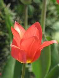 Red Emperor Tulip (Tulipa fosteriana 'Red Emperor') at Stonegate Gardens