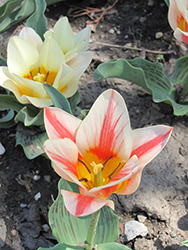 Quebec Tulip (Tulipa 'Quebec') at A Very Successful Garden Center