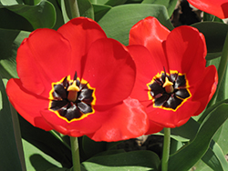 Red Apeldoorn Tulip (Tulipa 'Red Apeldoorn') at Lakeshore Garden Centres